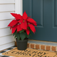 Premium Holiday Poinsettia | Euphorbia pulcherrima| – Christmas Specialty Plant, The Garland Guy Favorite!
