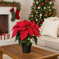 Premium Holiday Poinsettia | Euphorbia pulcherrima| – Christmas Specialty Plant, The Garland Guy Favorite!