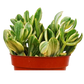 Crassula Ovata 'Variegated Jade' Succulent - 4" Pot