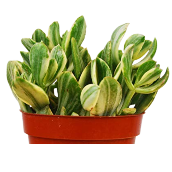 lucky plant succulent Crassula Ovata 'Variegated Jade' Succulent