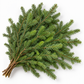 25 lb Box of Fresh Douglas Fir Boughs