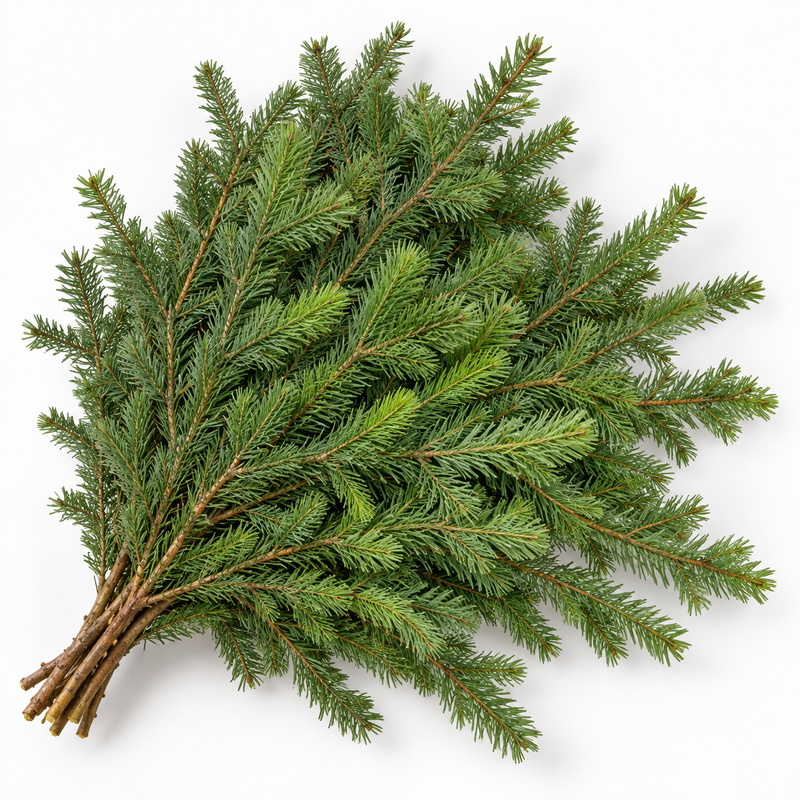 25 lb Box of Fresh Douglas Fir Boughs