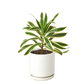Dracaena ‘Song of India’ (Dragon Tree) – Bright & Hardy Tropical Beauty