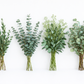DIY Wedding Greenery Kit – Eucalyptus Collection