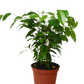 Ficus 'Benjamina' - 6" Pot