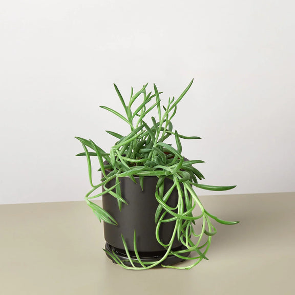 succulent fish hooks Senecio Succulent 'Fish Hooks' – The Garland Guy