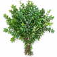Fresh Green Huckleberry (Huck) — 10-Stem Bunch