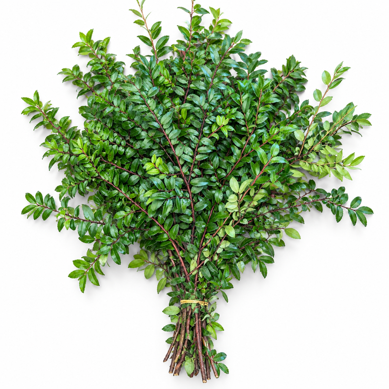 Fresh Green Huckleberry (Huck) — 10-Stem Bunch