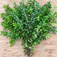Fresh Green Huckleberry (Huck) — 10-Stem Bunch