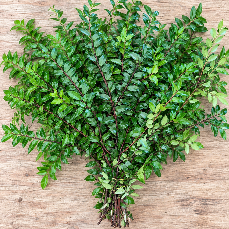 Fresh Green Huckleberry (Huck) — 10-Stem Bunch
