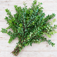 Fresh Green Huckleberry (Huck) — 10-Stem Bunch