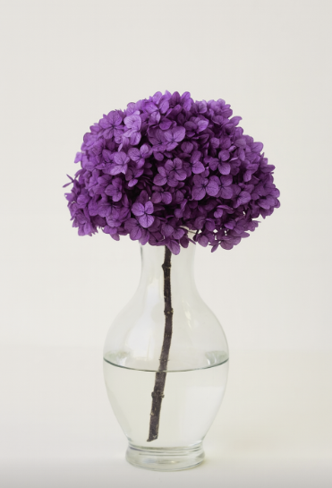 Large Bleached, Preserved Violet Hydrangeas