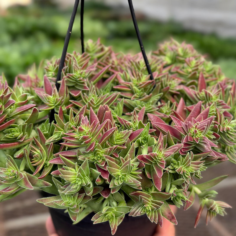 succulent red Succulent Crassula Capitella Red – The Garland Guy