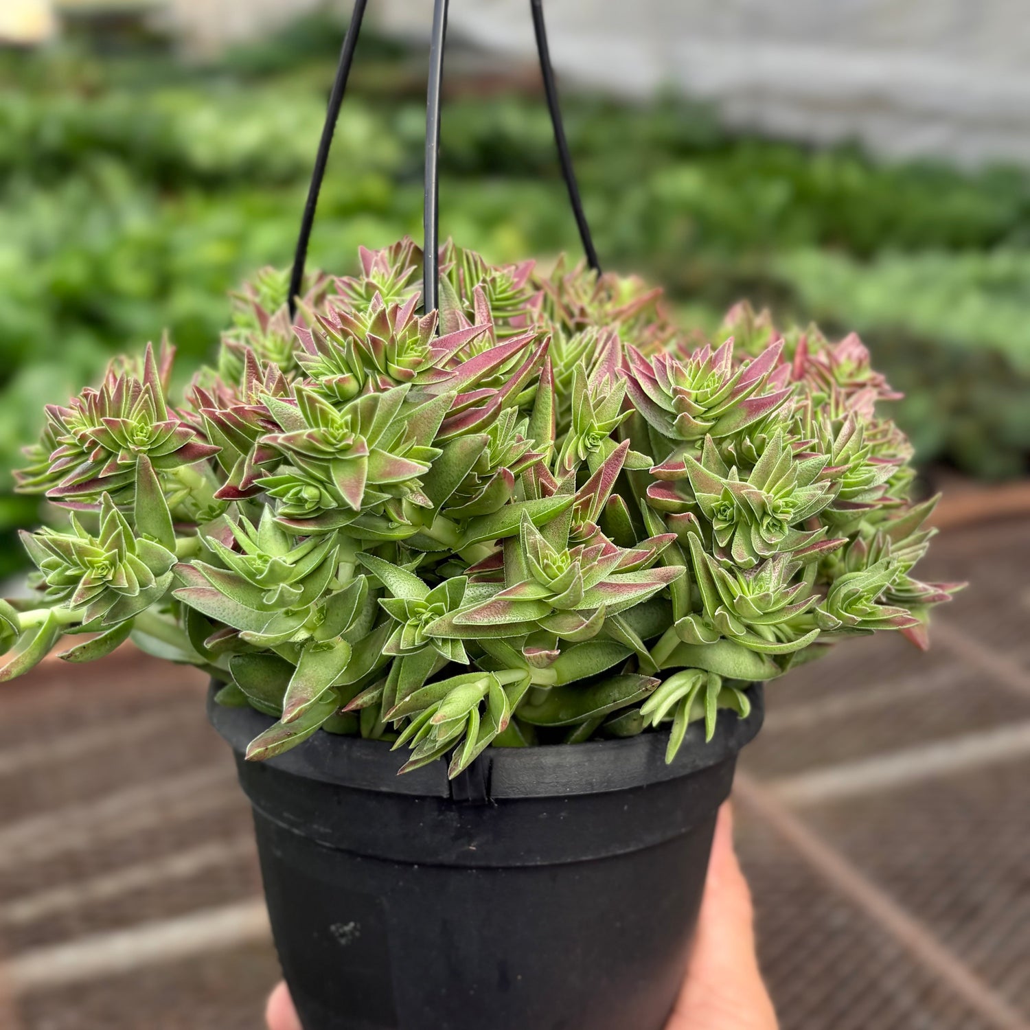 crassula capitella red pagoda succulent Succulent Crassula Capitella Red – The Garland Guy