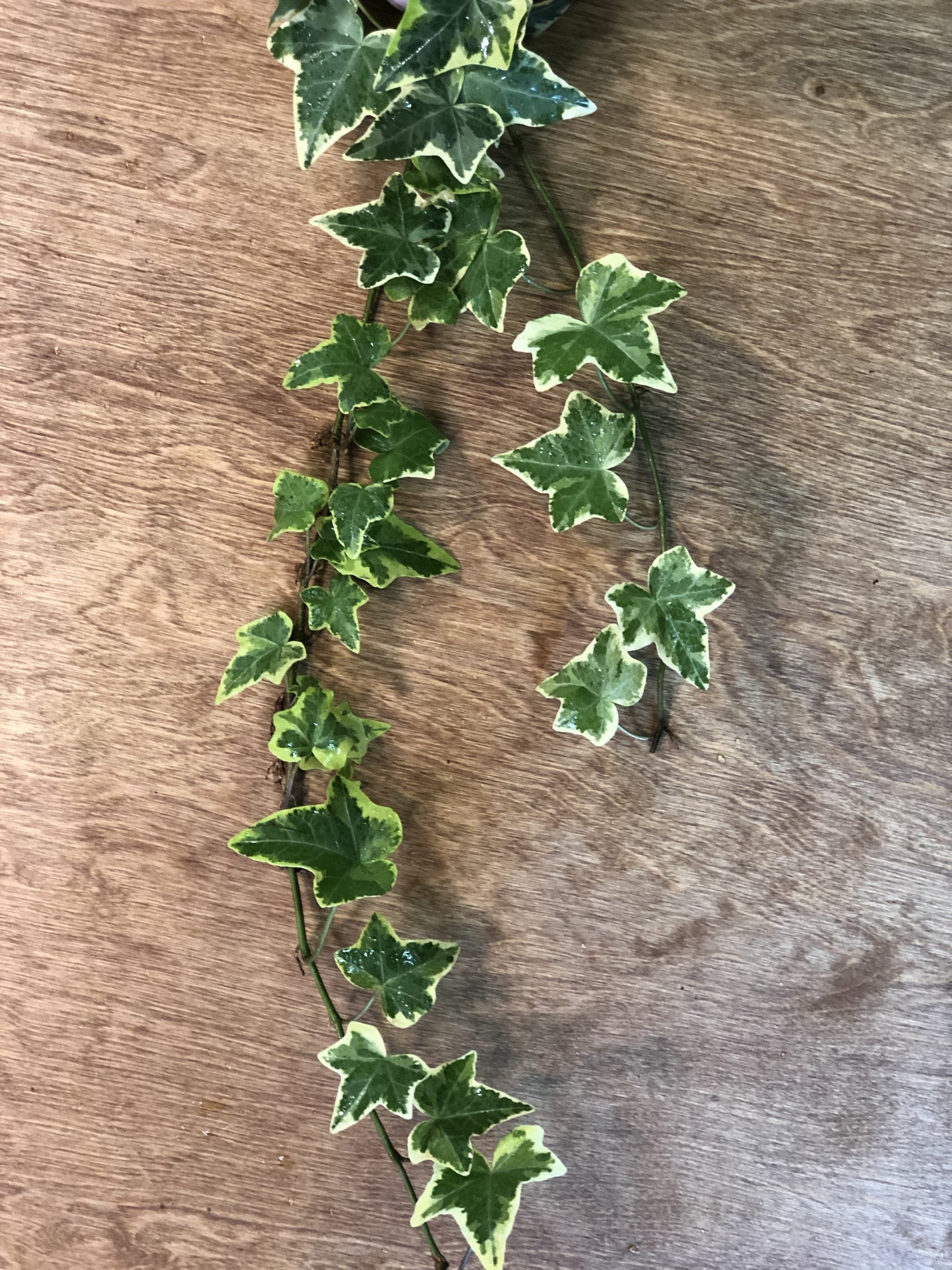 Variegated Ivy Bunches