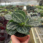 Calathea 'Green Goddess'