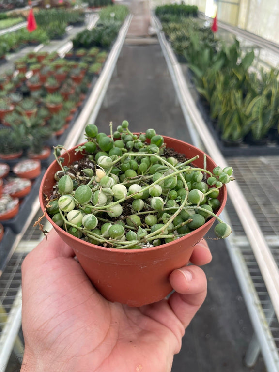 rare string succulents Succulent 'String of Pearls' Variegated