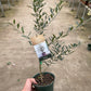 Common Olive Tree (Olea europaea)