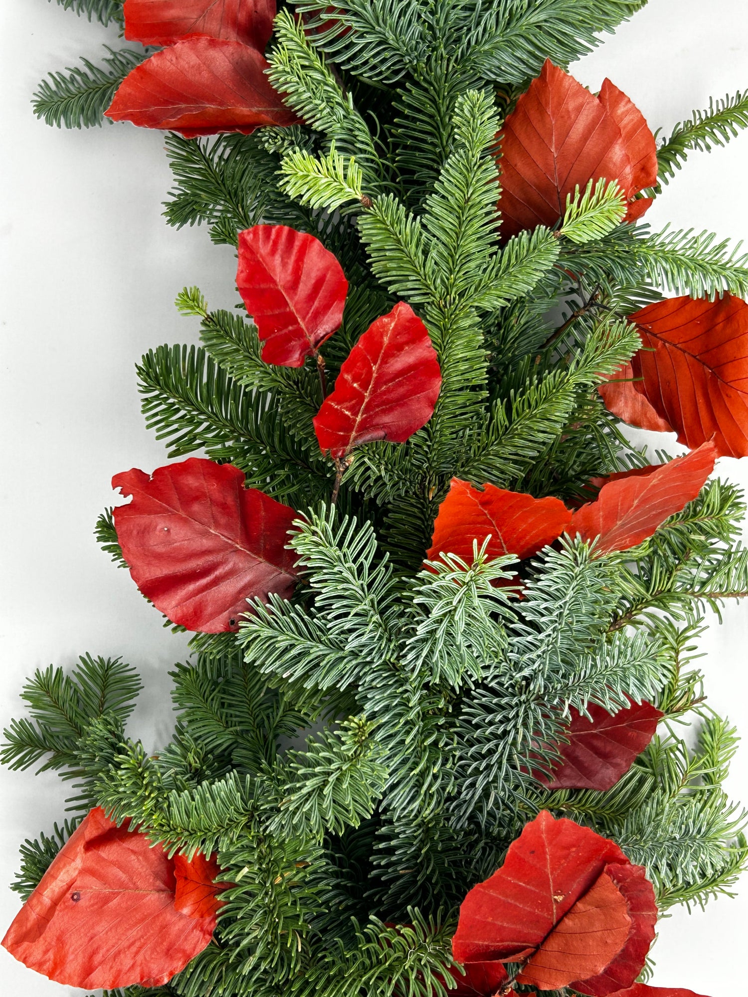 Noble Fir with Red Copper Beech Garland