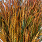 Fall Tinted Grevillea