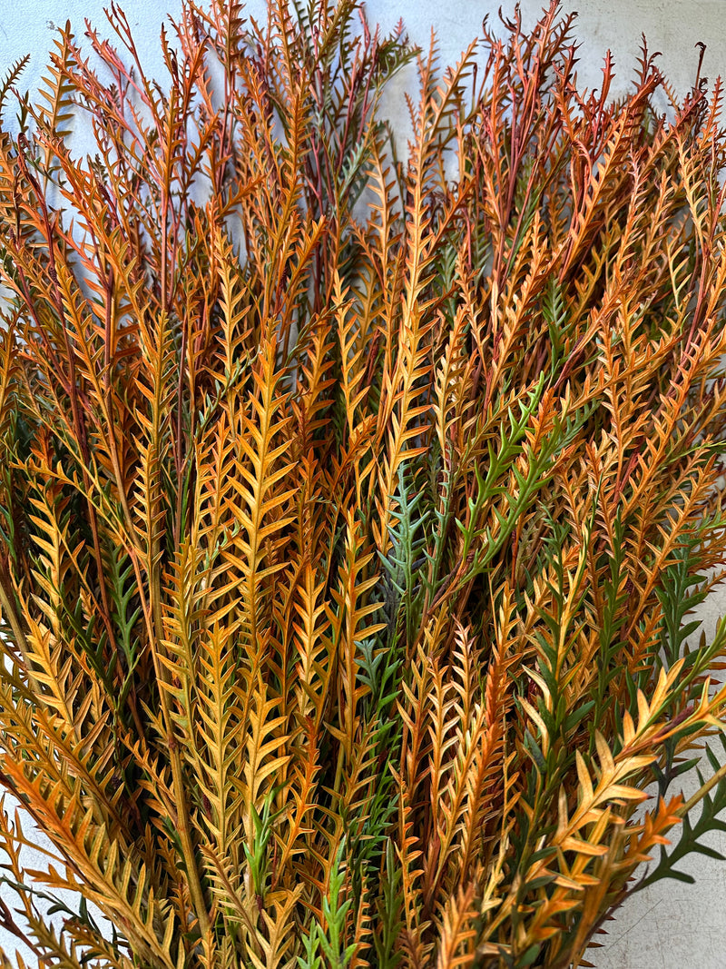 Fall Tinted Grevillea