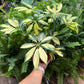 Schefflera Trinette