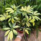 Schefflera Trinette