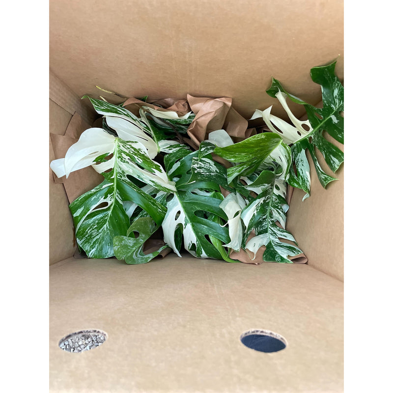 Monstera deliciosa ‘Albo Borsigiana’ (Variegated Monstera) – Rare Collector’s Treasure