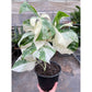 Monstera deliciosa ‘Albo Borsigiana’ (Variegated Monstera) – Rare Collector’s Treasure