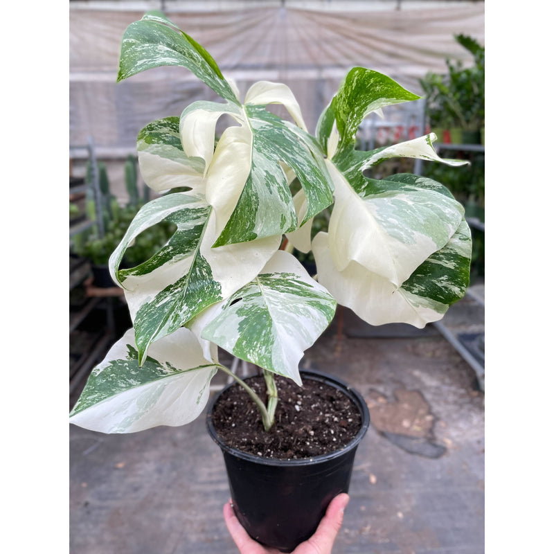 Monstera deliciosa ‘Albo Borsigiana’ (Variegated Monstera) – Rare Collector’s Treasure