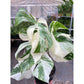 Monstera deliciosa ‘Albo Borsigiana’ (Variegated Monstera) – Rare Collector’s Treasure