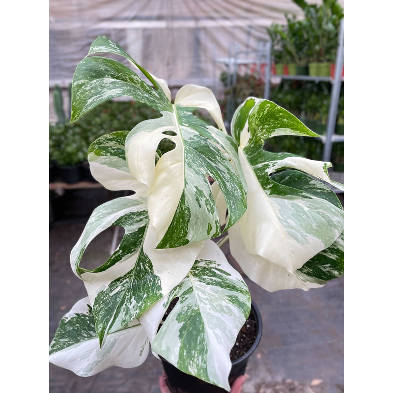 Monstera deliciosa ‘Albo Borsigiana’ (Variegated Monstera) – Rare Collector’s Treasure