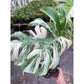 Monstera deliciosa ‘Albo Borsigiana’ (Variegated Monstera) – Rare Collector’s Treasure