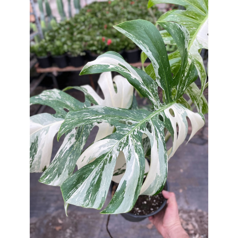 Monstera deliciosa ‘Albo Borsigiana’ (Variegated Monstera) – Rare Collector’s Treasure