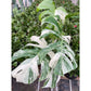 Monstera deliciosa ‘Albo Borsigiana’ (Variegated Monstera) – Rare Collector’s Treasure