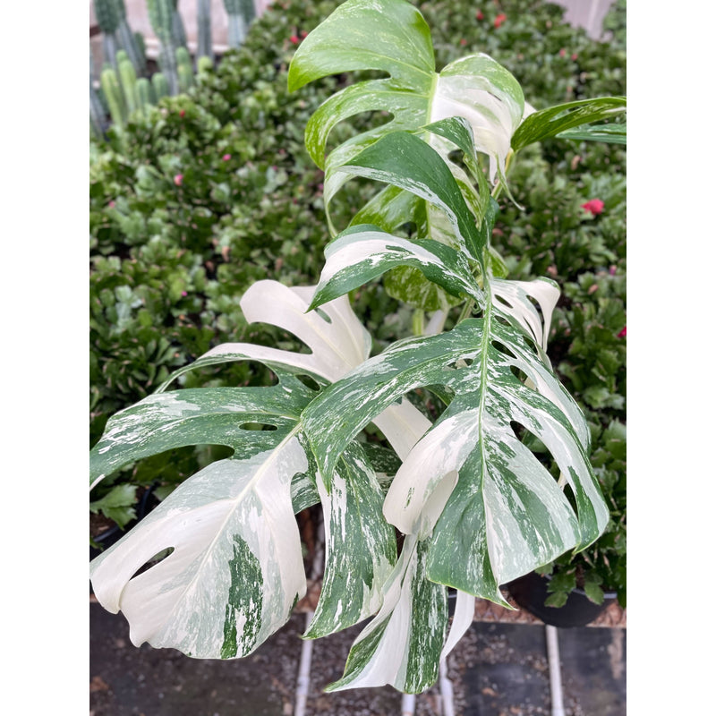 Monstera deliciosa ‘Albo Borsigiana’ (Variegated Monstera) – Rare Collector’s Treasure