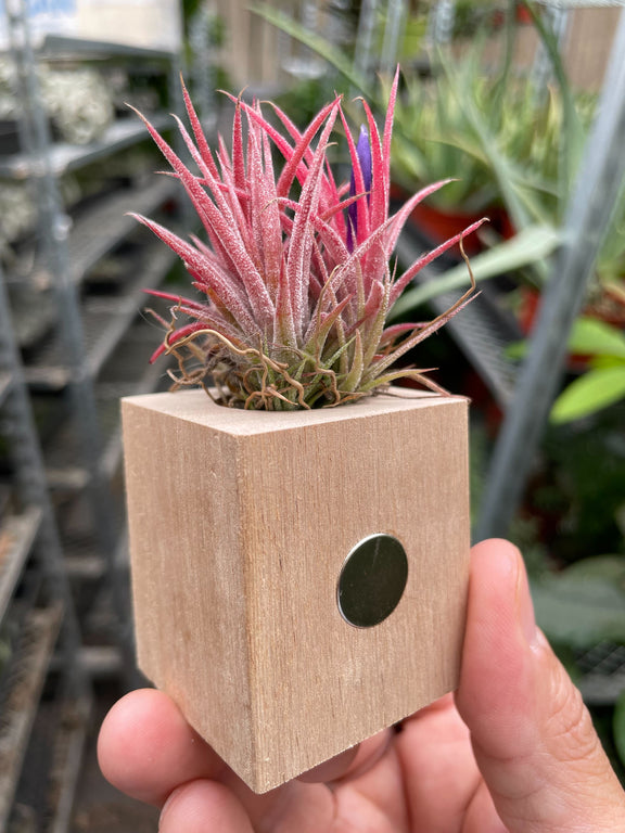 air plant guy Tillandsia Air Plant Ionantha in Magnetic Wood Planter