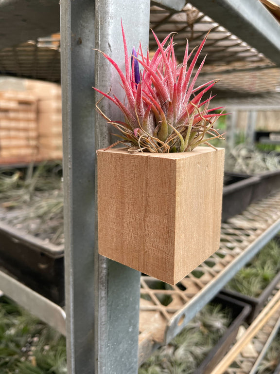 air plant guy Tillandsia Air Plant Ionantha in Magnetic Wood Planter