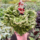 Fern 'Frosty'