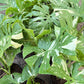 Monstera ‘Thai Constellation’ – Rare Variegated Splendor