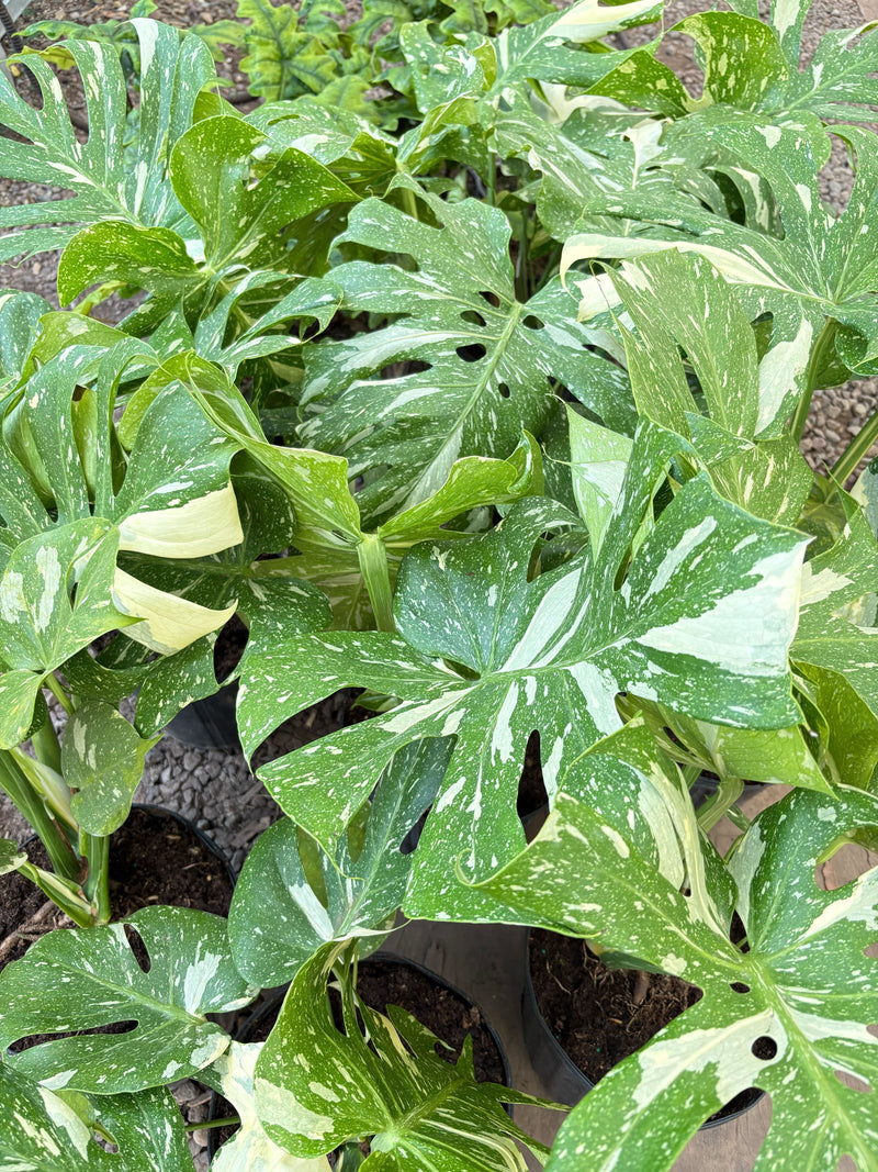 Monstera ‘Thai Constellation’ – Rare Variegated Splendor