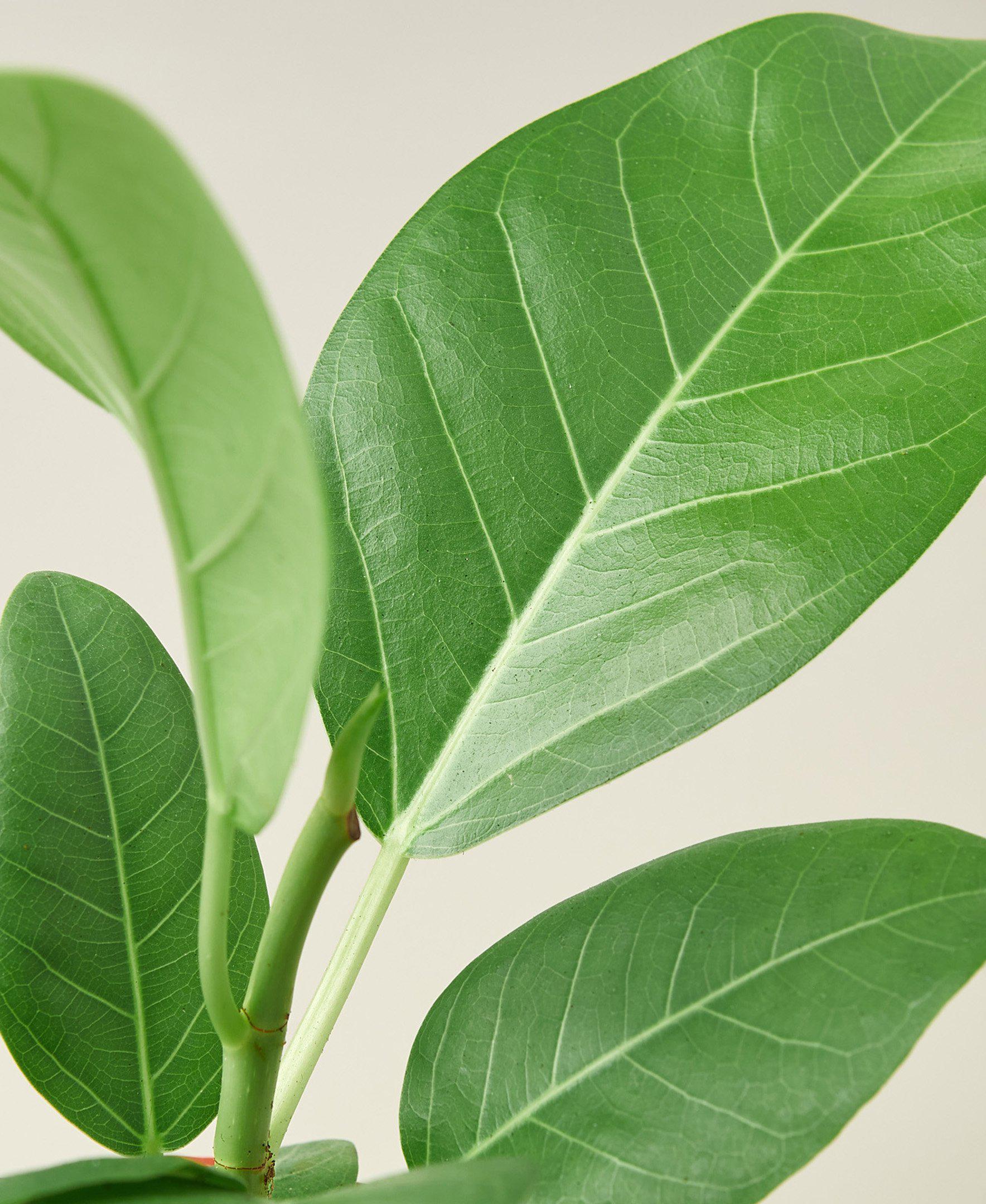 The Garland Guy Ficus Audrey
