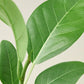 Ficus 'Audrey'