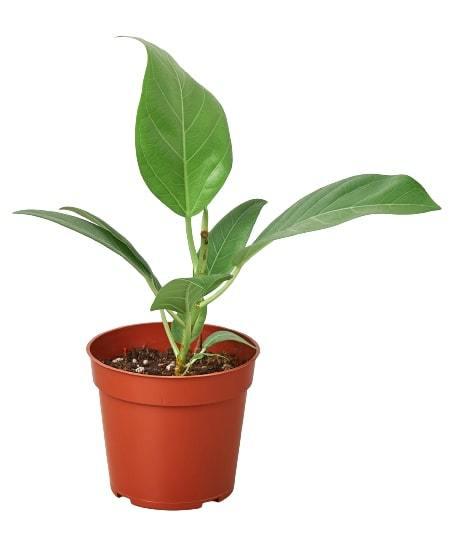 The Garland Guy Ficus Audrey - Thumbnail 3