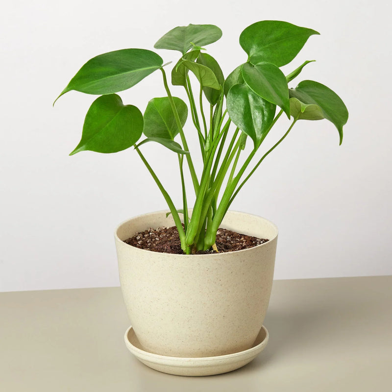 Philodendron Monstera deliciosa – Iconic Swiss Cheese Plant