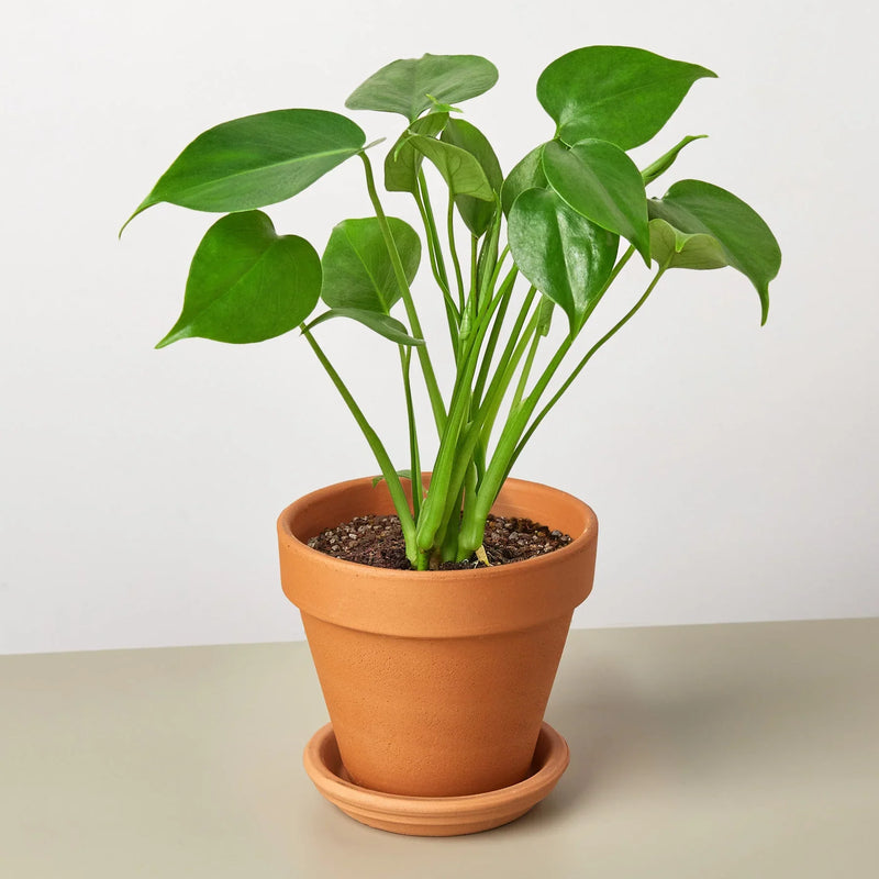 Philodendron Monstera deliciosa – Iconic Swiss Cheese Plant
