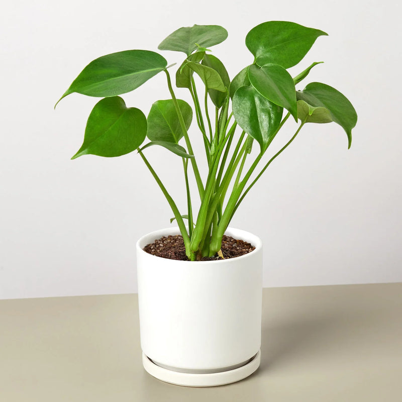 Philodendron Monstera deliciosa – Iconic Swiss Cheese Plant