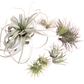 Mothers Day Air Plant Bundle