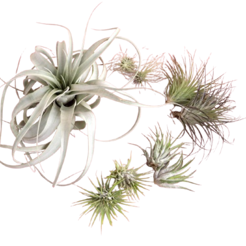 Mothers Day Air Plant Bundle