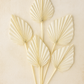 Dried Palm Spears -